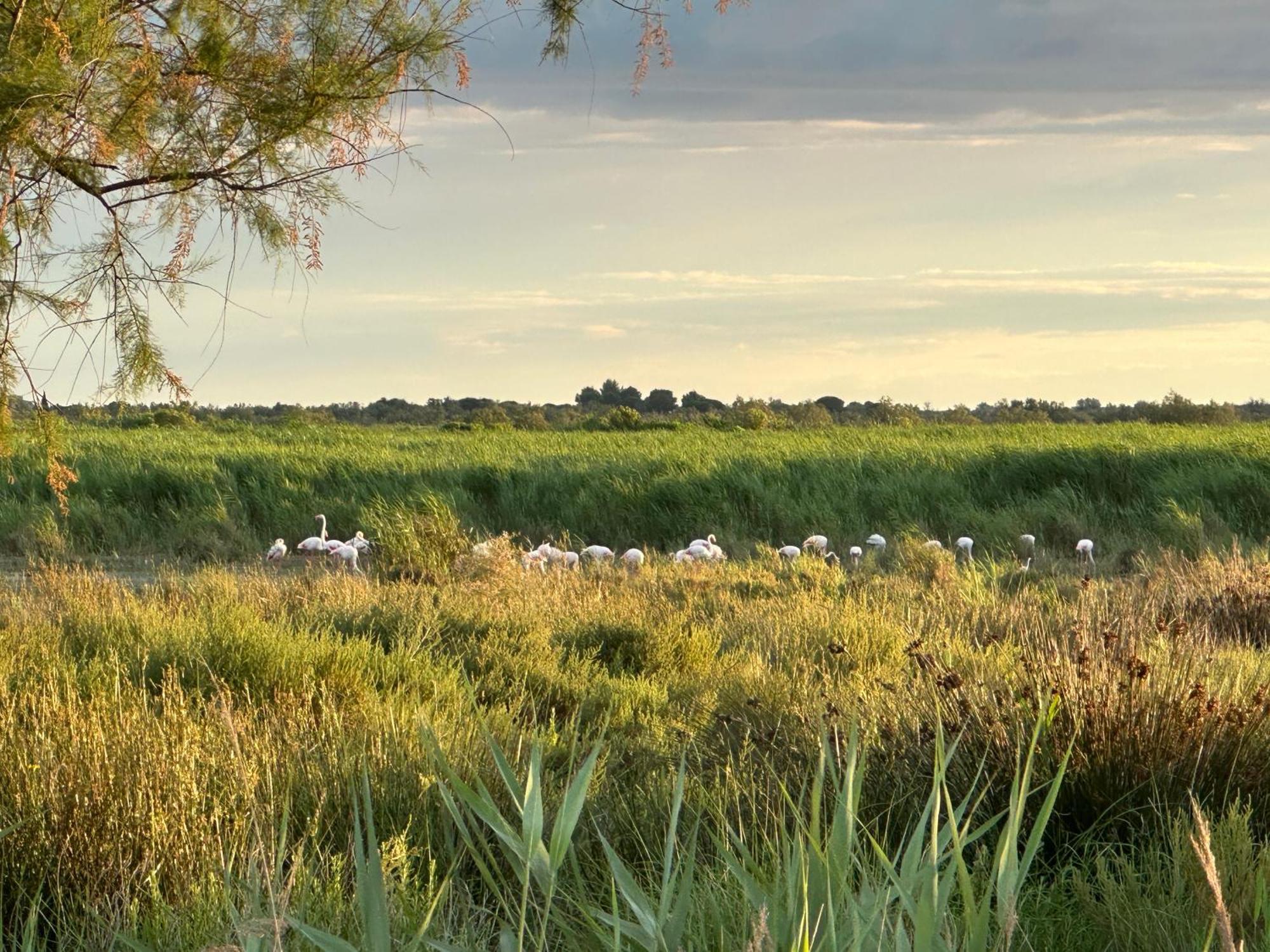 Mas Du Couvin, Maison D'Hotes En Camargue Saintes-Maries-de-la-Mer Zewnętrze zdjęcie